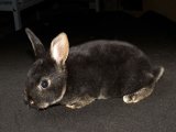 Meet Rianna, the rex rabbit!