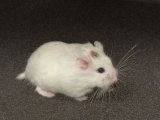 Introducing Raydon, the Roborovski dwarf hamster!