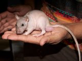 Welcome Homer, the hairless rat!
