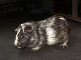 Audrey is a beautiful female American Guinea Pig.