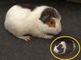 Meet Morris, the American guinea pig!