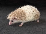 Meet Collin, the cinnamon pinto hedgehog!