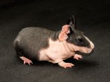 Introducing Amber, the black & white skinny pig!