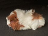 Welcome Packer, the Peruvian guinea pig!