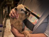 Meet Collier, the mountain coatimundi!