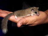 Meet Luisa, the pied dormouse!
