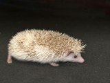 Meet Jameson, the cinnamon pinto hedgehog!