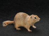 Say hello to Shay, the Richardson’s ground squirrel!