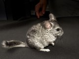 Introducing Gomez, the gray chinchilla!