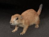 Meet Paloma, the prairie dog!