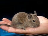 Meet Evelyn, the brown degu!