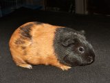 Roxanne is a stunning female American Guinea Pig