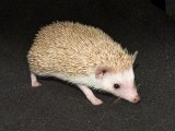 Meet Hensley, the cinnamon hedgehog!