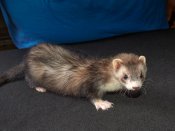 Introducing Berta, the blaze ferret!