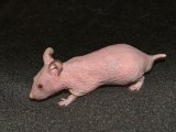 Meet Dusty, the hairless hamster!
