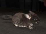 Meet Baron, the black velvet chinchilla!