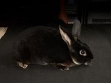 Meet Evander, the rex rabbit!