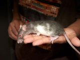 Introducing Prissy, the pet rat!