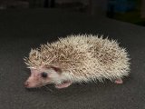 Welcome Brayden, the cinnamon pinto hedgehog!