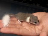 Meet Donny, the pied dormouse!