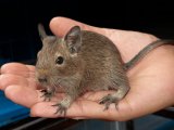 Say hello to Grayson, the brown degu!