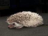 Say hello to Braelynn, the salt & pepper pinto hedgehog!