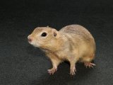Introducing Genesis, the Richardson’s ground squirrel!