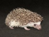 Welcome Breana, the salt & pepper pinto hedgehog!