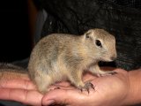Meet David, the Richardson’s ground squirrel!