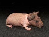 Meet Brooks, the skinny pig!