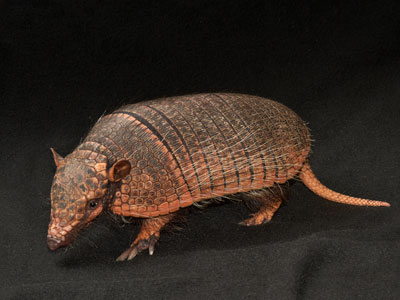 armadillo Care Sheet