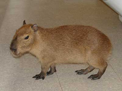 capybara Care Sheet