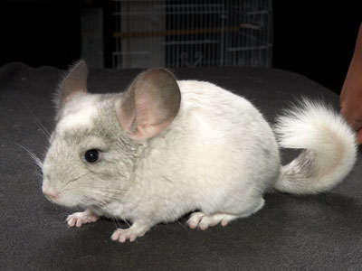 Chinchilla Care Sheet