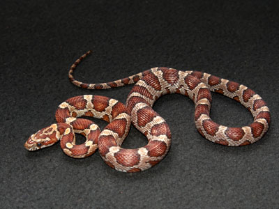 cornsnake Care Sheet