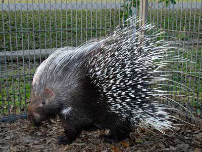 crested-porcupine Care Sheet