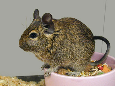 Degu Care Sheet