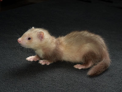 Ferret Care Sheet
