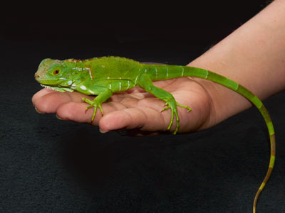 green-iguana Care Sheet