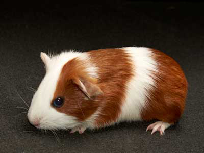 guinea-pig Care Sheet