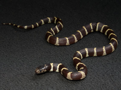 kingsnake Care Sheet