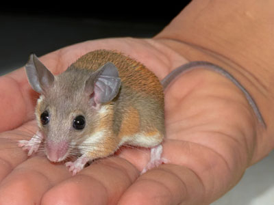 spiny-mouse Care Sheet