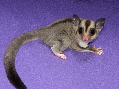 sugarglider Care Sheet