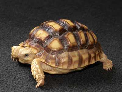 sulcata tortoise Care Sheet