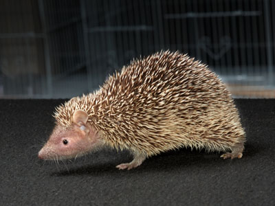 tenrec Care Sheet